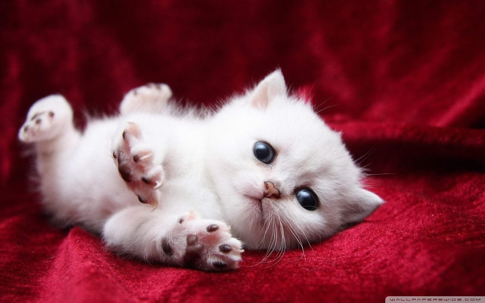 巨星之夜，托尼一剑封喉，荷兰巅峰对决险胜安哥拉