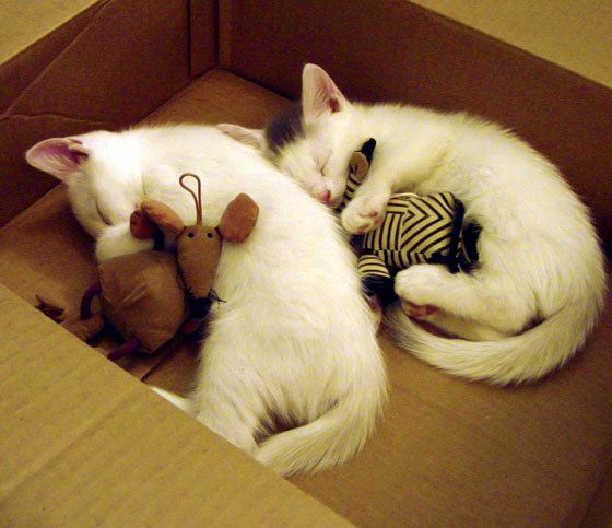 久保建英爆发难救主，曼城强行终结瑞士黑马